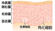 角化細胞