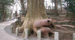 蛸杉